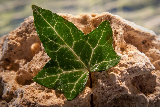 Efeublatt auf einem Stein als Dekorationselement