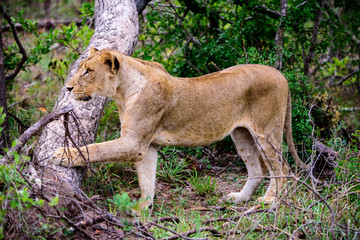Lioness spying on its prey