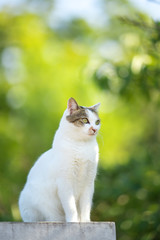 緑の中ののらねこ