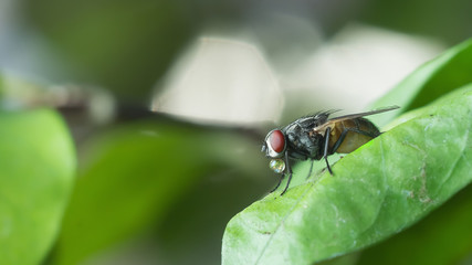 A macro shot of fly on green leaves . Live house fly .Insect clo