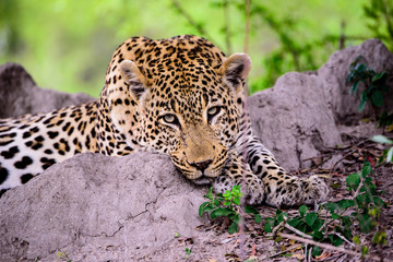 head shot of a  dreamy leopard taken in Sabi Sands 