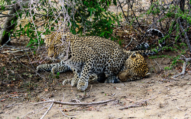 Fototapeta na wymiar Female leopard trying to exert her feminine wiles on a disinterested male leopard