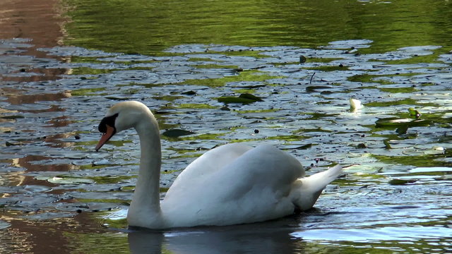 white swan gliding through pond with water lillis