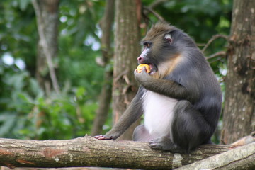 Singe Mandrill