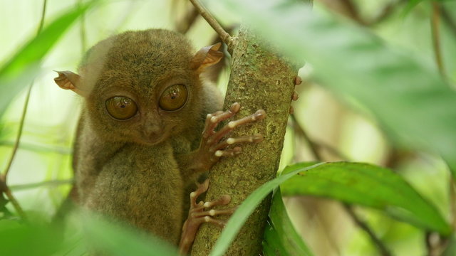 Tarsier sitting on a branch in a forest. Bohol, Philippines

