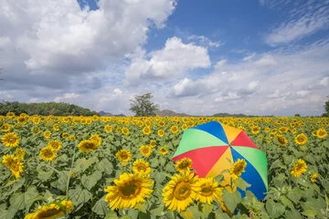 Foto op Plexiglas Zonnebloem colorful umbrella in sunflower field