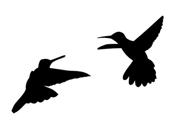 two birds
