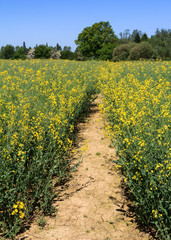 Rapeseed Field Path