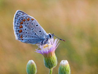 Мускарики...