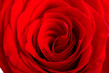beautiful rose close-up Bud