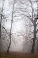 Misty bare forest after cold autumn rain