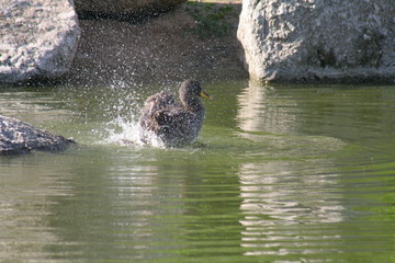 Canard colvert