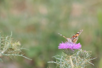 Papillon