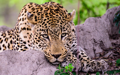 a profile of a Leopard