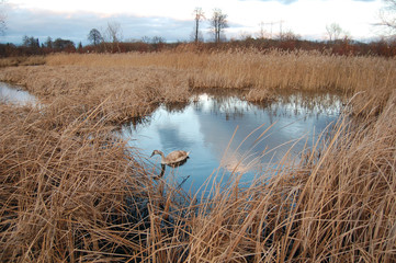 Łabędź w szuwarach © darekb22
