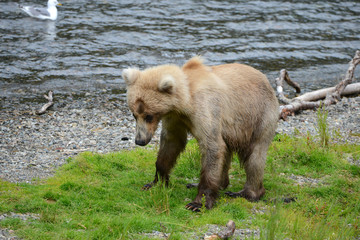 grizzly bear in katmai