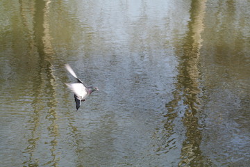 Pigeon en vol © llaurent789