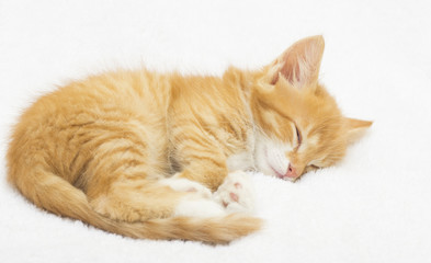 Cute red kitten sleeping on a fluffy white blanket