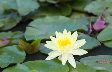 Yellow waterlily blooming in the natural pond