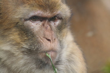 Portrait de macaque 