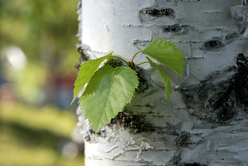 Obraz premium Birch leafs