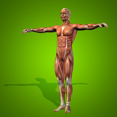 Conceptual 3D human man health anatomy
