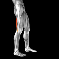 Obraz premium Conceptual 3D human back upper leg muscle anatomy