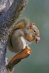 Red Squirrel high up in tree, feeding seeds from spruce cone.