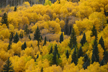 aspen autumn