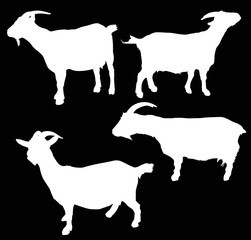 set of four goats isolated on black