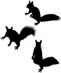 three black isolated squirrels
