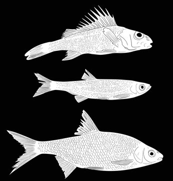set of three white freshwater fishes on black