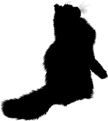 furry cat isolated on white background