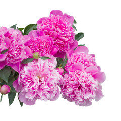 Pink peony flowers  isolated on white background