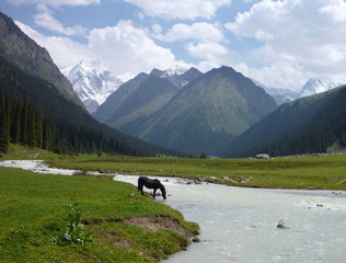 a horse drinking from the river