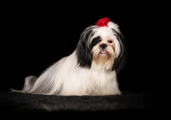 Shih-tzu en studio sur fond noir