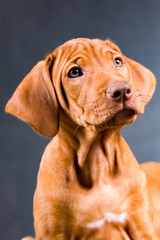 Rhodesian Ridgeback Welpe