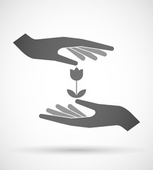 Two hands protecting or giving a tulip