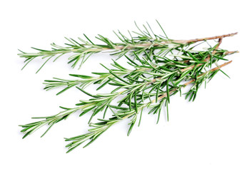 Twigs of rosemary on a white background