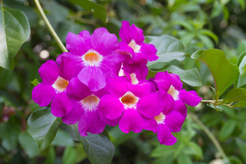 Purple Bignonia flower