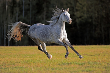 Obraz na płótnie Canvas Gray Arabian Mare galloping in meadow