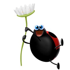 Obraz premium coccinella