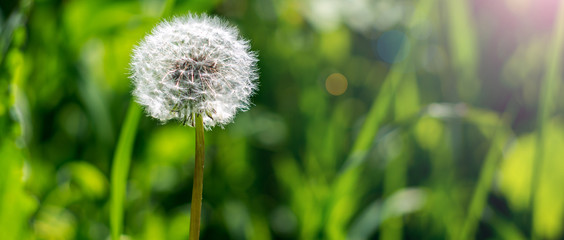 Closeup of dandelion on natural background
