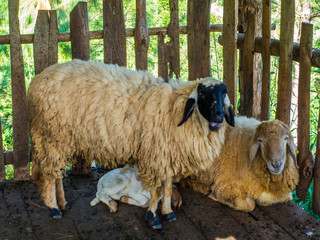 Sheep