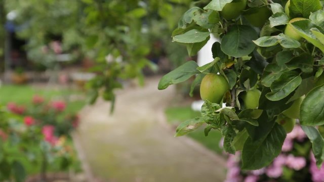 Ast eines Apfelbaums mit gr&uuml;nem Apfel, mit B&uuml;schen ges&auml;umter Weg in einem Garten