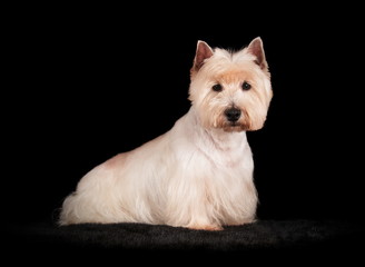 Westie en studio sur fond noir