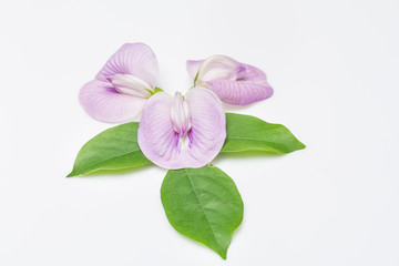 Cajanus crassus flower on white background