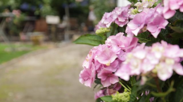 Hortensie, Busch mit pinken Bl&uuml;ten im Garten an einem Weg