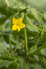 Growing cucumber  with his flower
