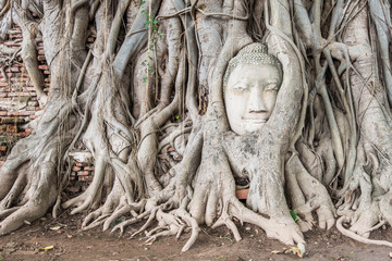 Head of Buddha Statue in Ayutthaya Thailand
